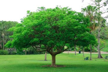 Tree and Shrub Service