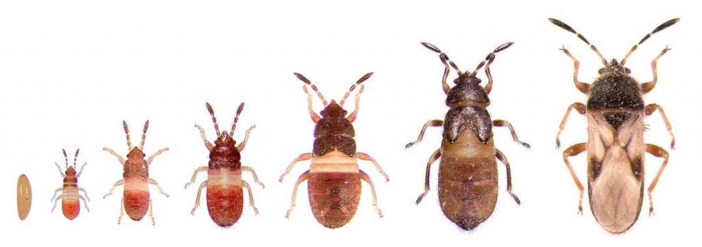 chinchbugs