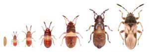 chinchbugs